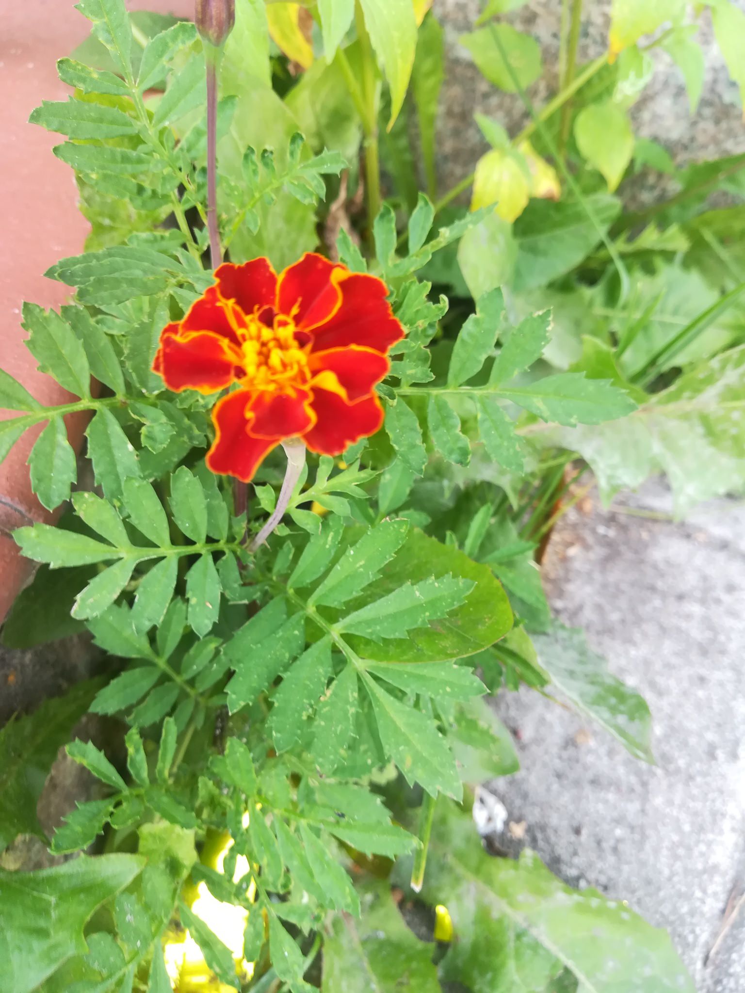 Tagetes patula 'Francesa'
